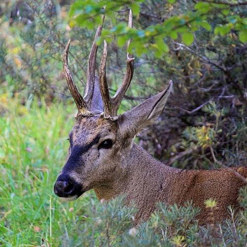 A Heumul, male south Andean deer (Hippocamelus bisulcus) in Cerro Castillo National Reserve, Aysén Region, Chile.