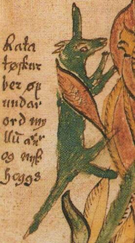 Depiction of Ratatoskr, the messenger squirrel, from 17th century Icelandic manuscript (Public Domain)
