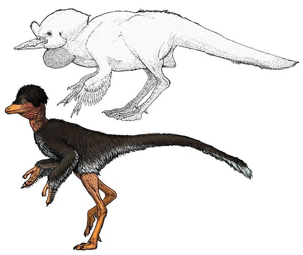 Caption: several post-Russell dinosauroids now exist, several ‘more realistic’ in terms of our understanding of maniraptoran anatomy and evolution. These images show C.M. Kösemen’s Avisapiens saurotheos (at top) and Mette Aumala’s Paranthropoharpax naishi. Images of both appear in Naish & Tattersdill (2021).