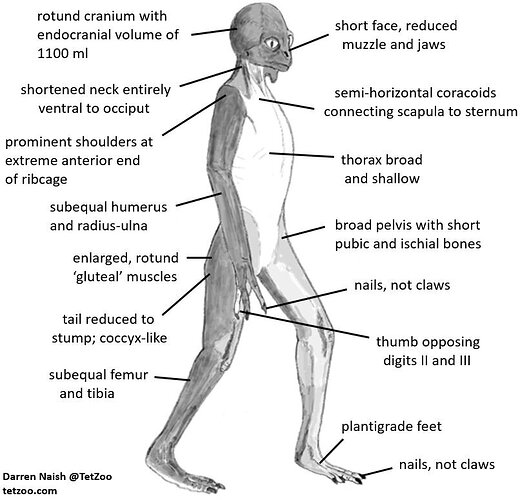 Caption: human-like features of the dinosauroid reported by Russell and Séguin, superimposed on a dinosauroid illustration produced for my 2021 Dinopedia.