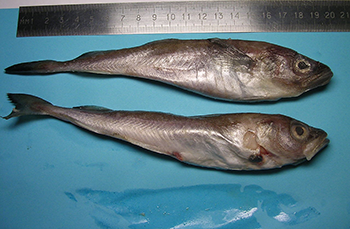 a photo of two fishes, polar cod, on a blue surface next to a ruler