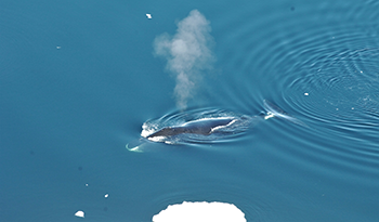 a photo showing a bowhead whale at the water's surface spouting