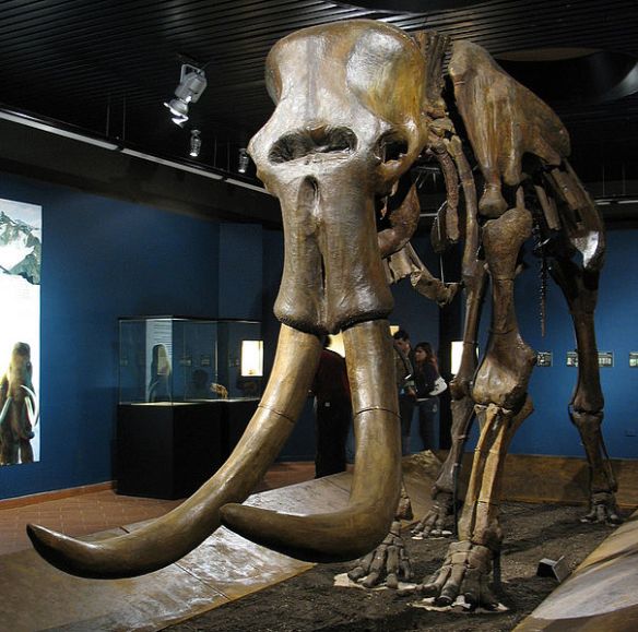 Steppe mammoth,Il tesoro paleontologico della Russia, by Davide Meloni