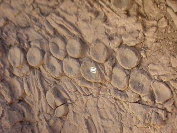 Professor McMenamin claims these ichthyosaur vertebrae were taken out by a sea monster and arranged in this pattern.