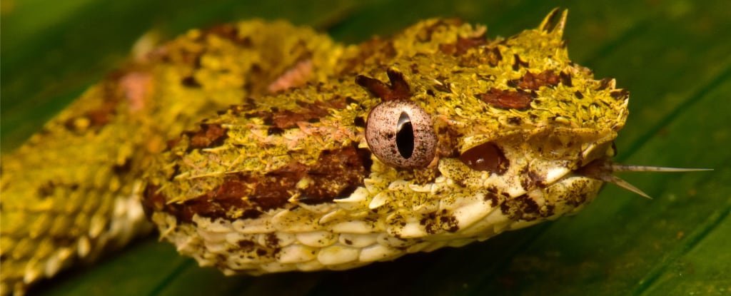 The researchers found eyelash vipers