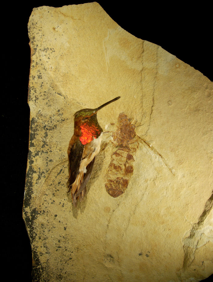 'Giant' Ant Fossil Raises Questions About Ancient Arctic Migrations