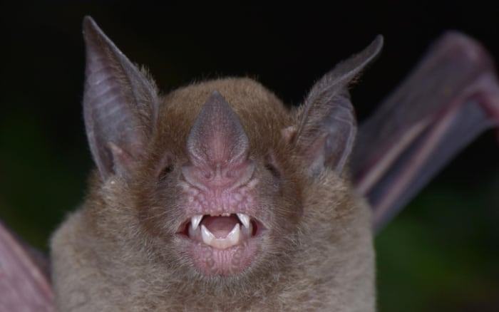 They also stumbled upon pale-faced bats that haven't been seen in Honduras for 75 years