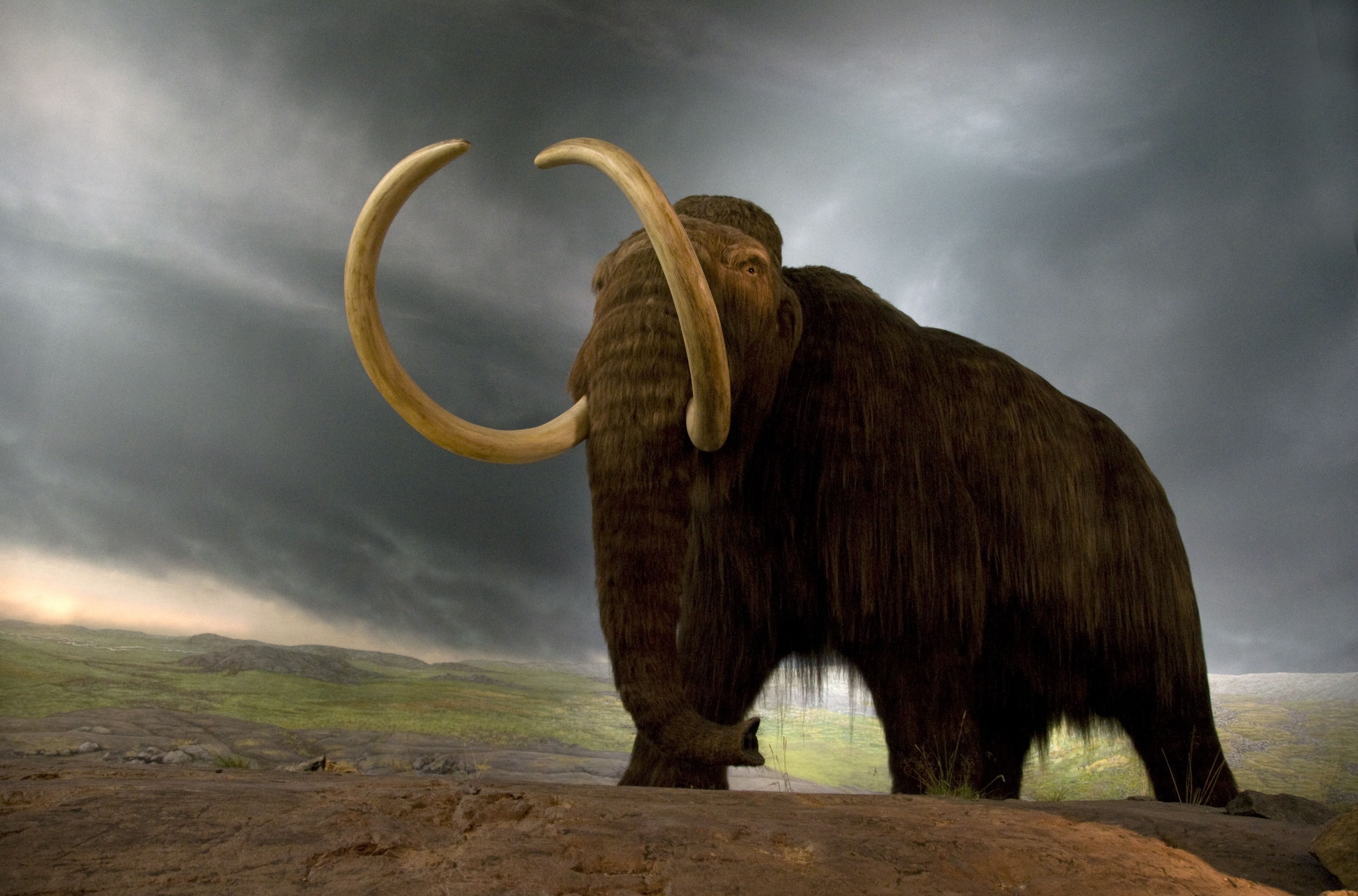 The asteroid may have helped to kill off the Woolly Mammoth