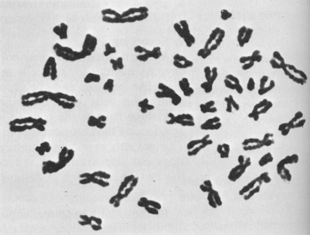 2.La primera célula humana que mostraron Tjio y Levan y que demostraba que nuestro cariotipo está constituido por 46 cromosomas y no 48.